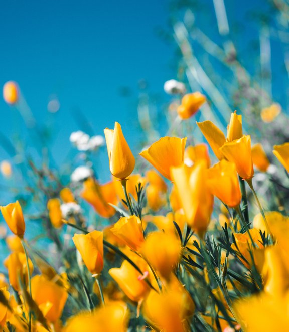 orange flowers against a blue sky